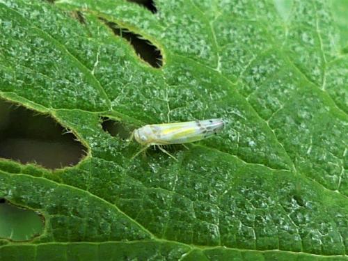 Ribautiana tenerrima